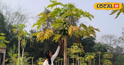 पूर्णचंद्र सिंह का कहना है कि पपीते की खेती में सबसे ज्यादा जरूरी धैर्य और सतर्कता है. यह फसल रोगों के प्रति संवेदनशील होती है, इसलिए समय पर सिंचाई, खाद, कीटनाशक और पौधा संरक्षण पर विशेष ध्यान देना पड़ता है. उन्होंने बताया कि नियमित निगरानी और वैज्ञानिक तरीके से खेती करने पर जोखिम काफी हद तक कम हो जाता है.