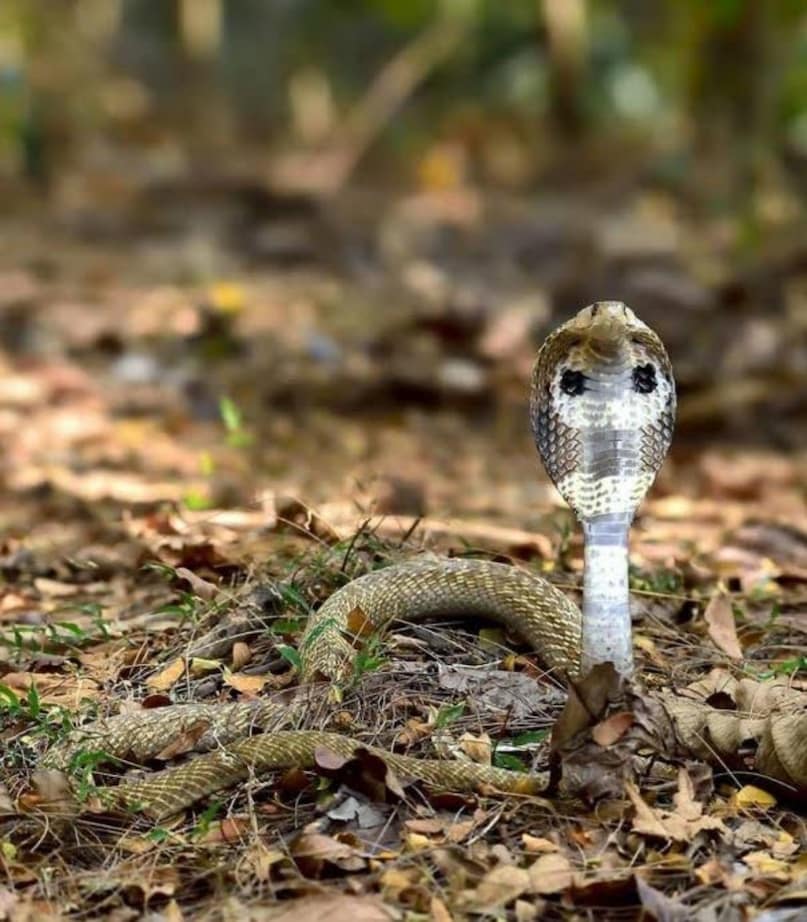 कोबरा सांप का काटना न्यूरोटॉक्सिक होता है. इसकी वजह से कुछ ही देर में काटने की जगह पर तेज दर्द, सूजन और फफोले (blisters) बन सकते हैं. कुछ घंटों में मकी रीज आंखों की पलकें झुकने लगती हैं. दोहरी दृष्टि हो जाती है और एक के दो लोग दिखाई देते हैं. बोलने में दिक्कत शुरू हो जाती है. सांस लेने में तकलीफ बढ़ने पर सांस की मांसपेशियां प्रभावित होती हैं.