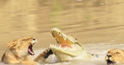 Lioness Fights Crocodiles to Save Cubs in Viral River Crossing Video