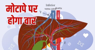 लिवर किस तरह एनर्जी को शरीर में पहुंचाता है.