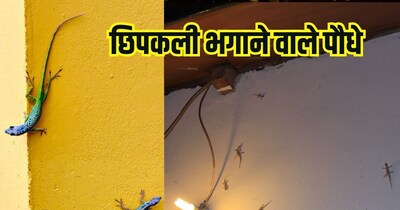 घर से छिपकली भगाने वाले पौधे.