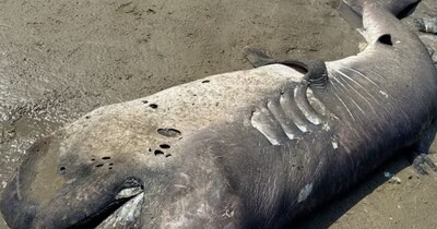 Rare Megamouth Shark Washes Ashore in Peru, Second Time in a Month, Puzzling Scientists