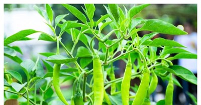 मिर्च का पौधा