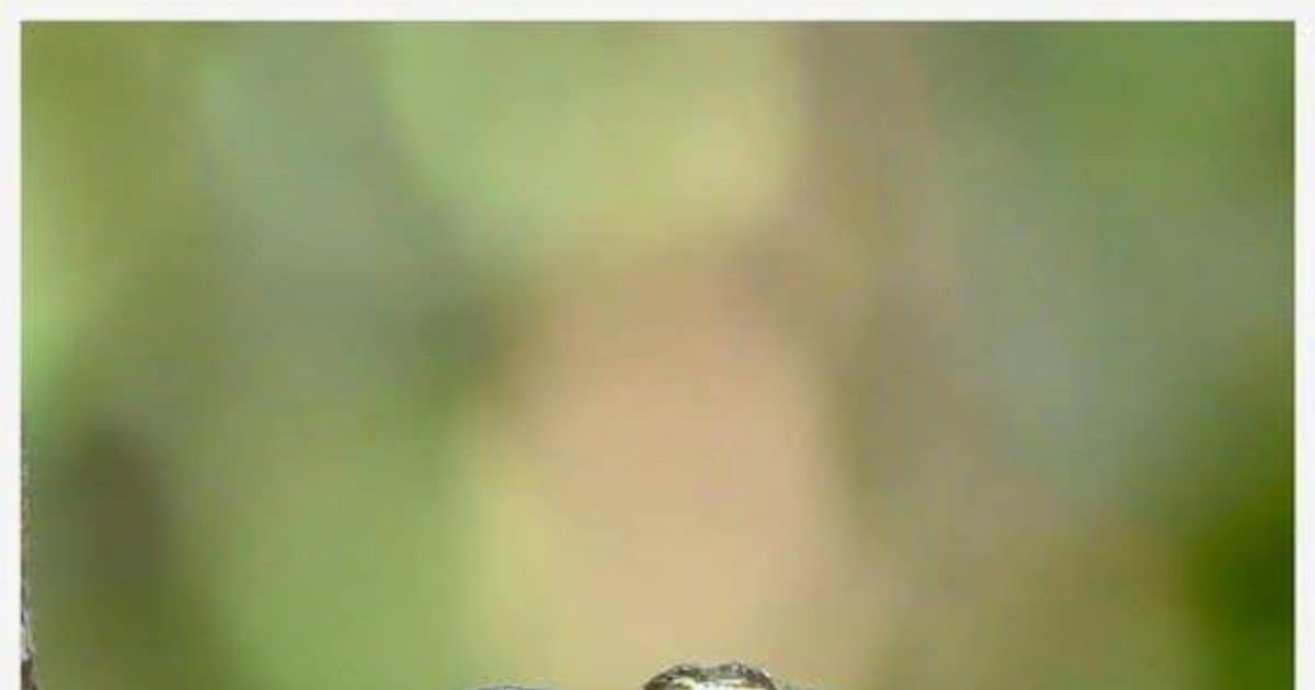 सांपों को अपनी ओर खींचता है ये पौधा, घर के पास हैं तो उखाड़ फेंके, वरना जा सकती है जान!