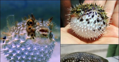 सावधान! इन मछलियों को खाने से आ सकते हैं LSD जैसे डरावने सपने, तो किसी में छिपा है 20 मिनट में मारने वाला जहर. (Photos : US Gov Libraries)