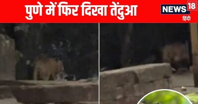 पुणे में एक बार फिर तेंदुआ दिखा है. 