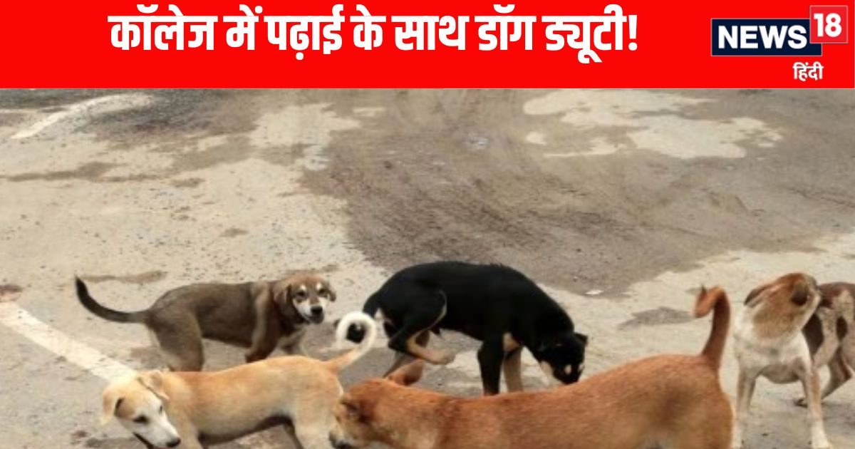 स्कूल के बाद कॉलेज की बारी! अब प्रोफेसर करेंगे कुत्तों की निगरानी, फरमान जारी!