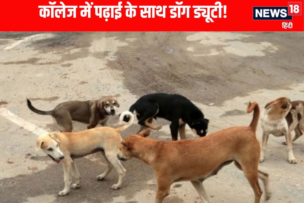 स्कूल के बाद कॉलेज की बारी! अब प्रोफेसर करेंगे कुत्तों की निगरानी फरमान जारी!