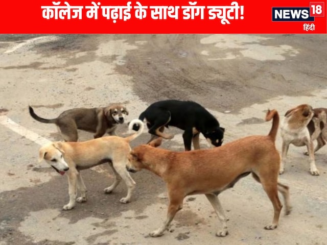 स्कूल के बाद कॉलेज की बारी! अब प्रोफेसर करेंगे कुत्तों की निगरानी, फरमान जारी!