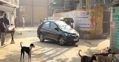 हरियाणा के नूंह जिले के तावडू क्षेत्र में आवारा और कथित पागल कुत्तों का आतंक लगातार बढ़ता जा रहा है.