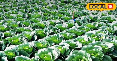 पत्ता गोभी की खेती 