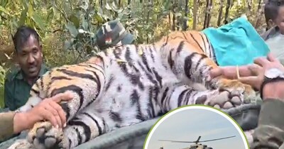 सिवनी से मादा टाइगर को एयरलिफ्ट किया गया. 