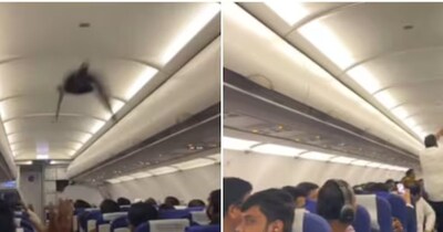 प्लेन के अंदर उड़ने लगा कबूतर,