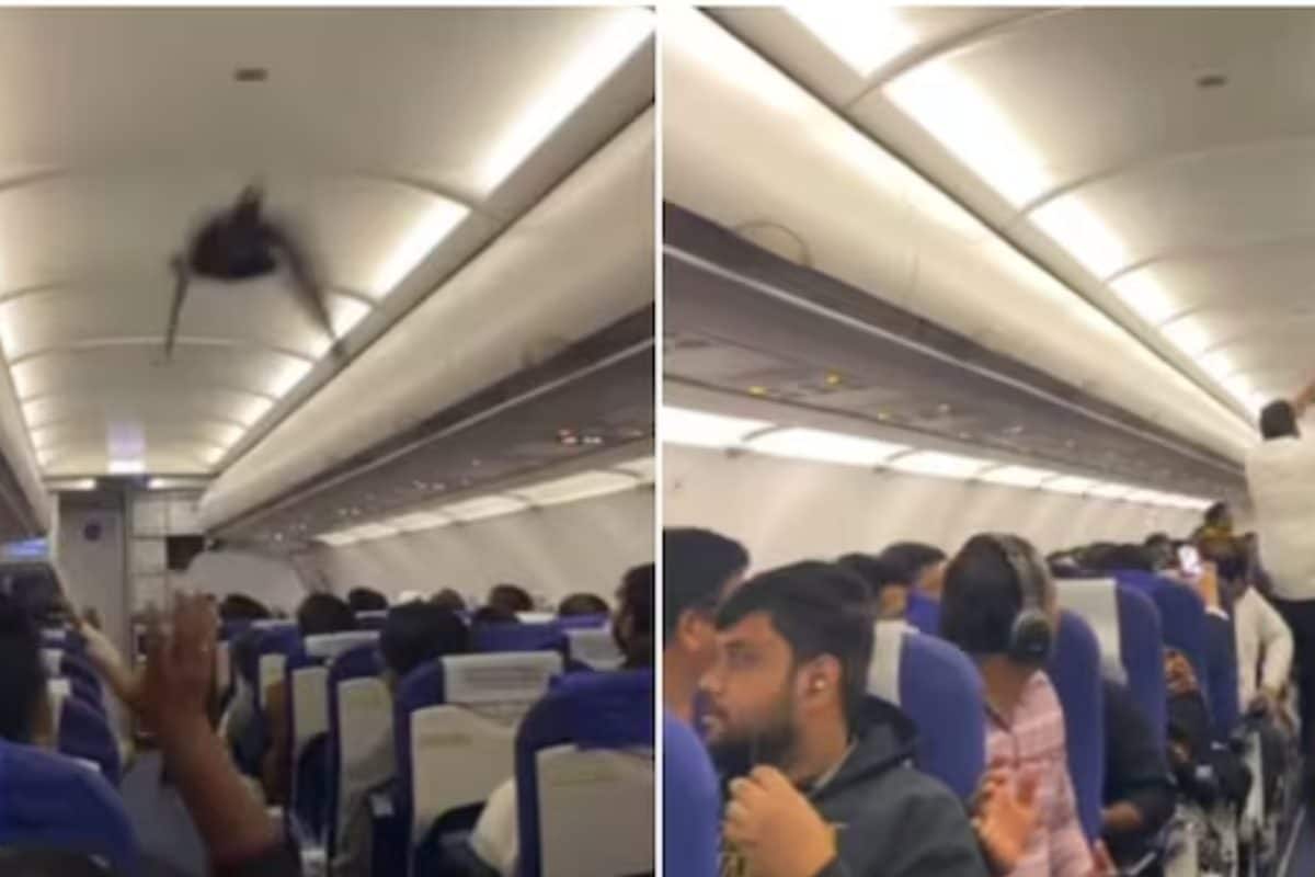 टेक ऑफ से ठीक पहले इंडिगो फ्लाइट में घुसा कबूतर पूरा Video हुआ वायरल
