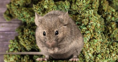 रांची में चूहों द्वारा गांजा चट करने का मामला सामने आया है.