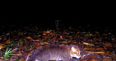 थाईलैंड के DNP और पैंथेरा की नई तस्वीरों में दिखी फ्लैट-हेडेड बिल्ली. (DNP/Panthera Thailand)