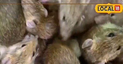 Kitchen Spices: Drive Mice Away Naturally, No Poison