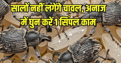 चावल में कभी नहीं लगेगा घुन, 1 ट्रिक आजमाकर देखिए.