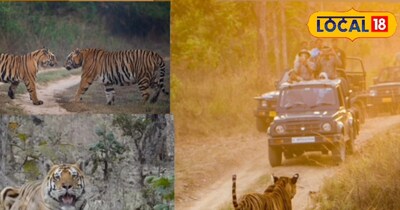 New Year Getaway: MP's Rani Durgavati Tiger Reserve Offers ₹10K Family Jungle Package.