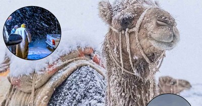 Saudi Arab Camel Snow Fall
