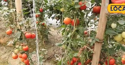 Grow Chemical-Free Veggies at Home: Zero Cost Nutrition Garden!