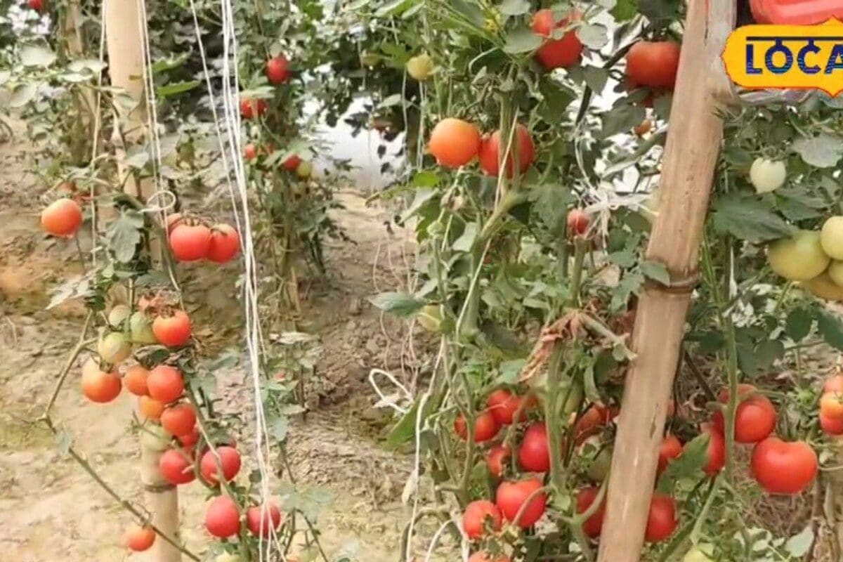 जीरो खर्च में तैयार करें ये वाटिका! छत या खाली जमीन से 365 दिन मिलेगी सब्जी