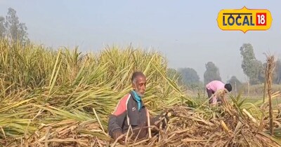 Sugarcane Leaves: A Boon! Turn Trash into Gold with Organo Decomposer for Double Crop Benefit
