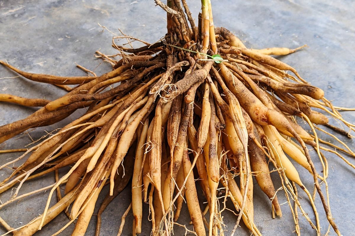 Shatavari benefits for Men: पुरुषों की खोई ताकत लौटाए, सेहत के लिए वरदान