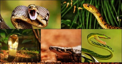 परासिनिकाडावु स्नेक पार्क: केरल में सांपों का अद्भुत संसार! (Photos : The MVR Snake Park and Zoo , Parassinikkadavu)