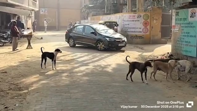 आवारा कुत्तों का आतंक, 72 घंटे में 58 लोग को काट खाया, लोगों में दहशत