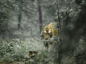 गुजरात एक बार फिर से बाघ वाला गौरव हासिल करने जा रहा है. (सांकेतिक इमेज)