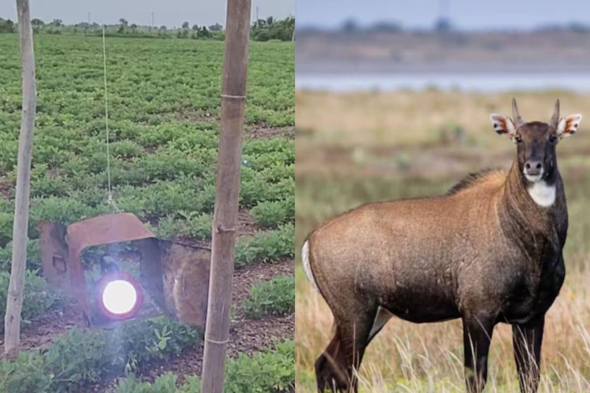 भाई क्या जुगाड़ निकाला है! खाली तेल के डिब्बों से बना दी यह चीज