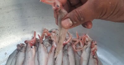 Bombay Duck: The Unique Fish Boosting Heart Health & Immunity!