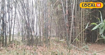 वे कहते हैं कि बाजार के लोग 100 रुपये प्रति बांस से अधिक दाम में भी इसे खरीदते हैं. बांस की खेती न केवल किसानों के लिए एक लाभकारी विकल्प बन सकती है बल्कि यह पर्यावरण के लिए भी फायदेमंद है. यह मिट्टी की गुणवत्ता को सुधारती है. जल संरक्षण में मदद करती है और कार्बन अवशोषित करती है.