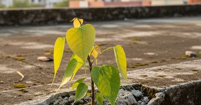 पीपल का पौधा हटाने का तरीका