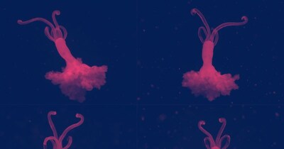 Zombie Worms Vanish: Scientists Warn of Ocean Oxygen Crisis After 10-Year Study