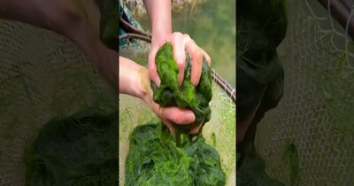 खुल गया चीनी लोगों की सेहत का राज (इमेज- फाइल फोटो)