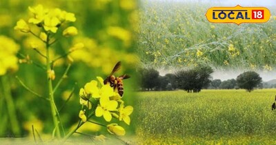 सर्दियों में सरसों की फसल बचाने के उपाय: पाला, रोग और कीट नियंत्रण के स्मार्ट टिप्स