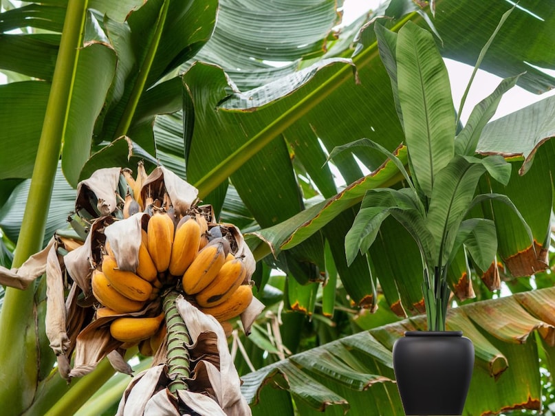 balcony fruit plants, बालकनी में फलदार पौधे, growing fruits in balcony, dwarf fruit plants, best fruits for balcony garden, container gardening fruits, care tips for balcony fruit plants, low maintenance fruit plants, Strawberry, Lemon, Banana, Fig, Pomegranate, Guava, Papaya balcony fruit plants, बालकनी में फलदार पौधे, growing fruits in balcony, dwarf fruit plants, best fruits for balcony garden, container gardening fruits, care tips for balcony fruit plants, low maintenance fruit plants, Strawberry, Lemon, Banana, Fig, Pomegranate, Guava, Papaya