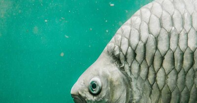 मछली प्रेमियों की सबसे बड़ी प्रॉब्लम हो गई सॉल्व (इमेज- फाइल फोटो) 