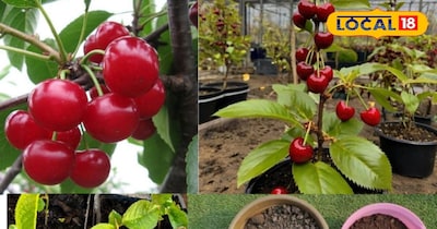 बालकनी या छत पर चेरी उगाएं और हर सीजन मीठे फल पाएं.
