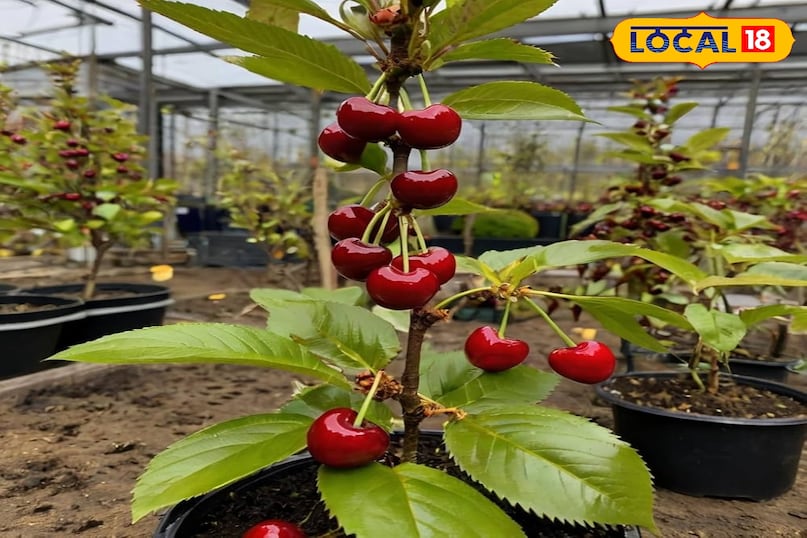 बालकनी या छत पर चेरी उगाएं और हर सीजन मीठे फल पाएं.