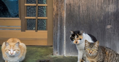 गांव में बिल्लियों की संख्या इंसानों से ज्यादा है. (प्रतीकात्मक फोटो: Canva)