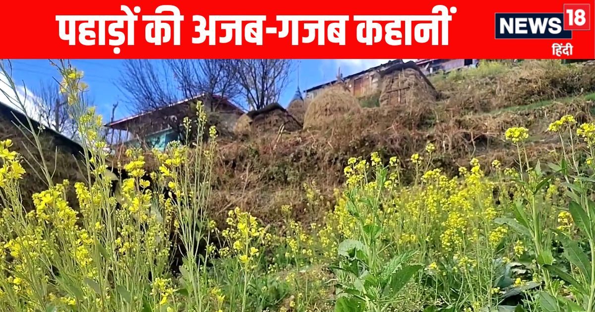 ग्राउंड रिपोर्टः वो रहस्यमयी गांव, जहां बिन बुआई के ही खेतों में उगती है सरसों