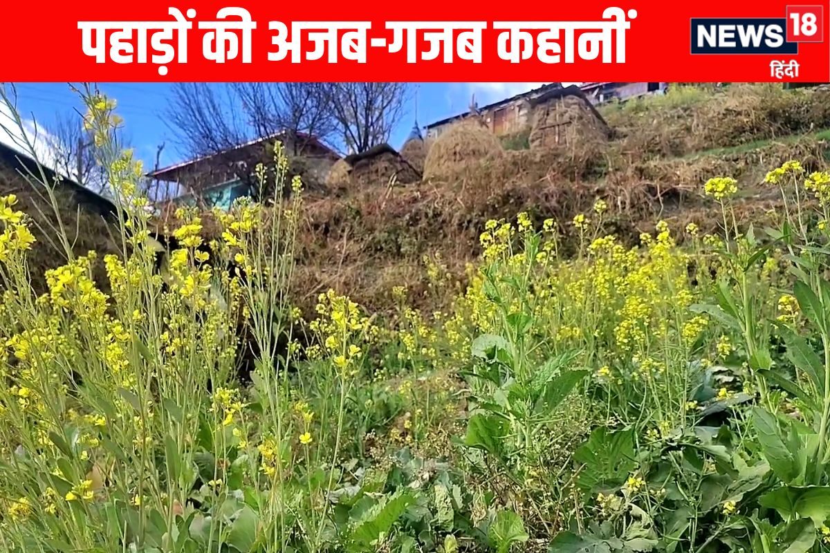 ग्राउंड रिपोर्टः वो रहस्यमयी गांव जहां बिन बुआई के ही खेतों में उगती है सरसों