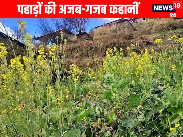 ग्राउंड रिपोर्टः वो रहस्यमयी गांव, जहां बिन बुआई के ही खेतों में उगती है सरसों