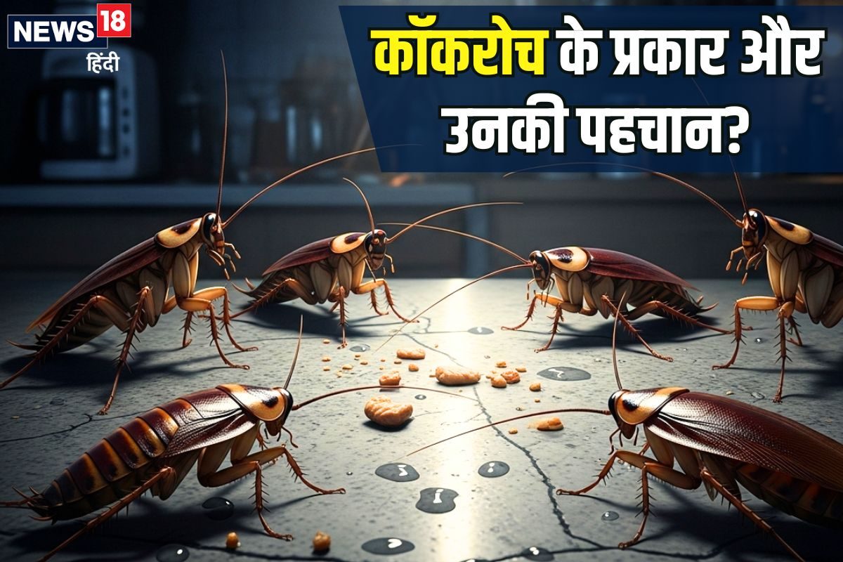 1 2 या 3 नहीं घरों में दिखते हैं 8 तरह के तिलचट्टे जानिए कैसे पहचानें