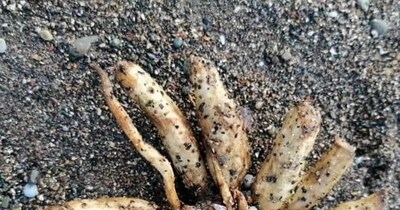 समुद्र किनारे ये जो चीज बहकर आई है, असल में ये एक पौधा है. (फोटो: Millom Coastguard Rescue Team / SWNS)