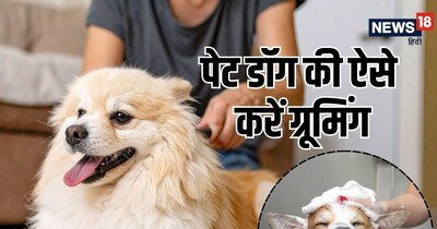 Keep Your Dog Healthy: 5 Essential Grooming Tips Revealed!