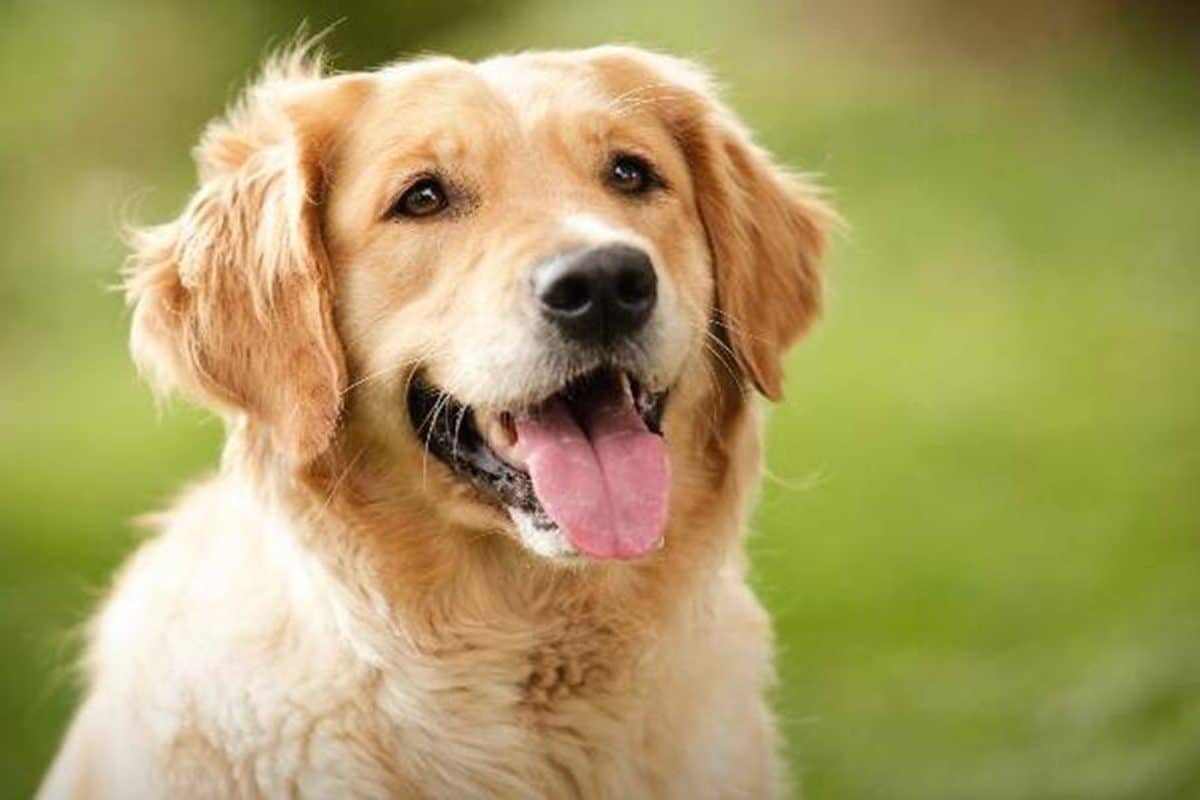 Dog Care Tips: इंसानों ही नहीं, पालतू कुत्तों के लिए भी खतरनाक है गर्मी, अपनाएं ये टिप्स, वरना हो सकती है परेशानी